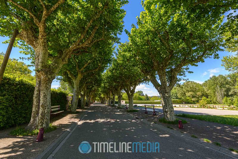 Tree lined street in Viviers, France ©TimeLine Media